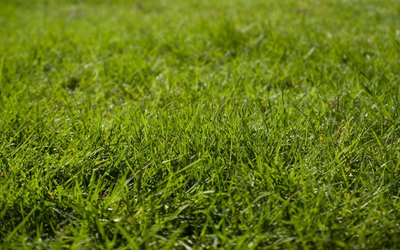 macro photography of green grass ground